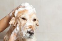 168640-425x282-dog-bath.jpg